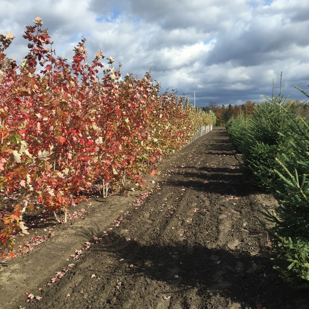 Everest Nurseries (Wholesale only at this location) | 470 Bruce County Rd 8, Wiarton, ON N0H 2T0, Canada | Phone: (519) 935-3186