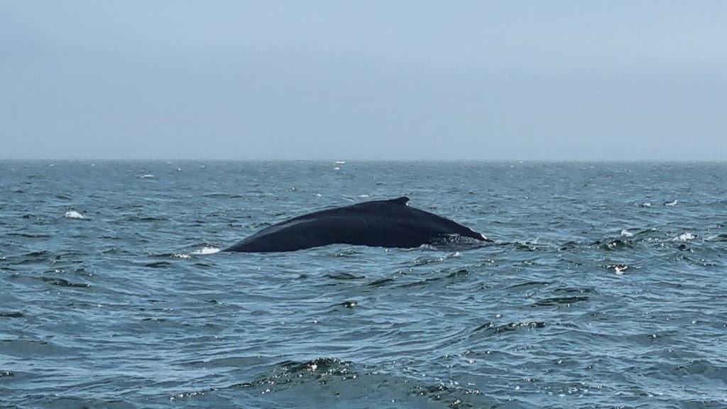 Croisières Baleines Neptune Bergeronnes | 507 Rue du Boisé, Grandes-Bergeronnes, QC G0T 1G0, Canada | Phone: (418) 232-6716