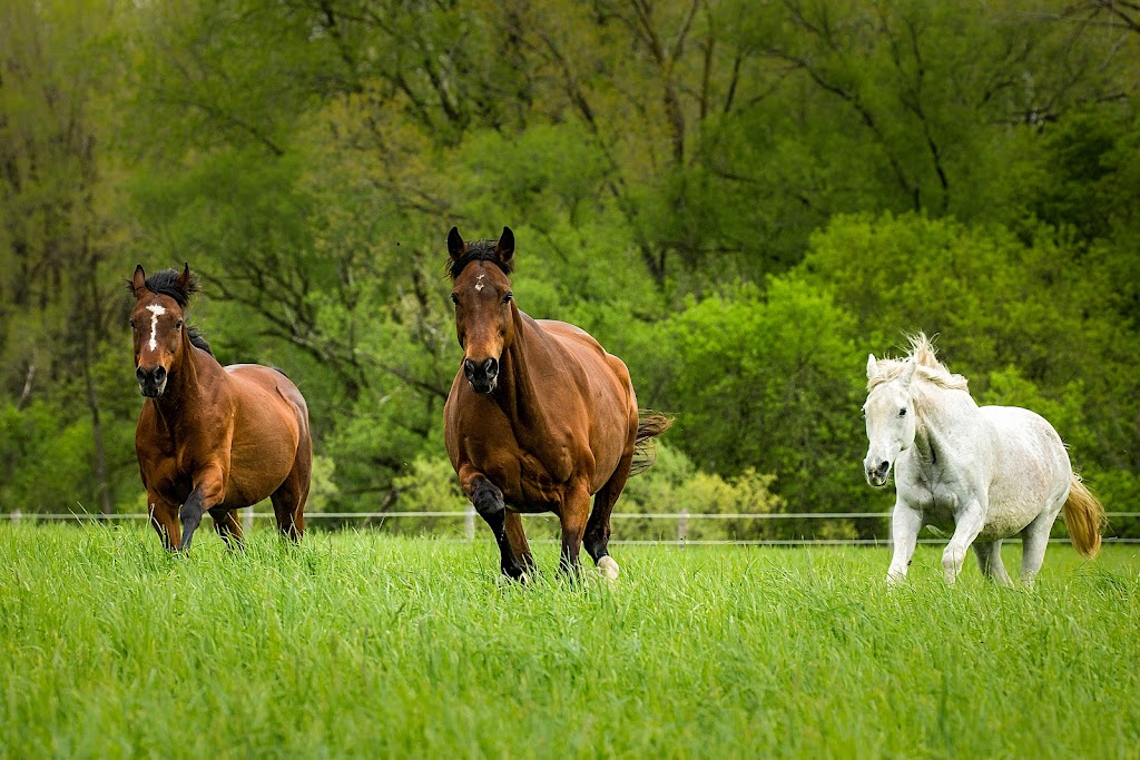 Belvoir Estate Farm & Equestrian Centre | 2475 Gideon Dr, Delaware, ON N0L 1E0, Canada | Phone: (519) 203-0702