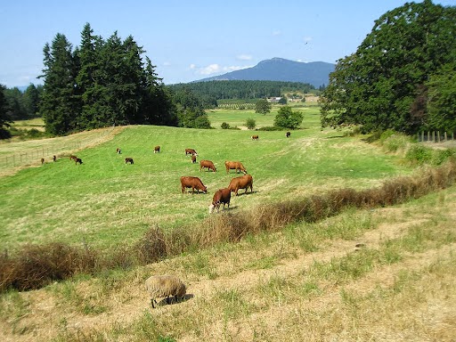 Maple Bay Farm | 1100 Herd Rd, Duncan, BC V9L 5W9, Canada | Phone: (250) 710-6025