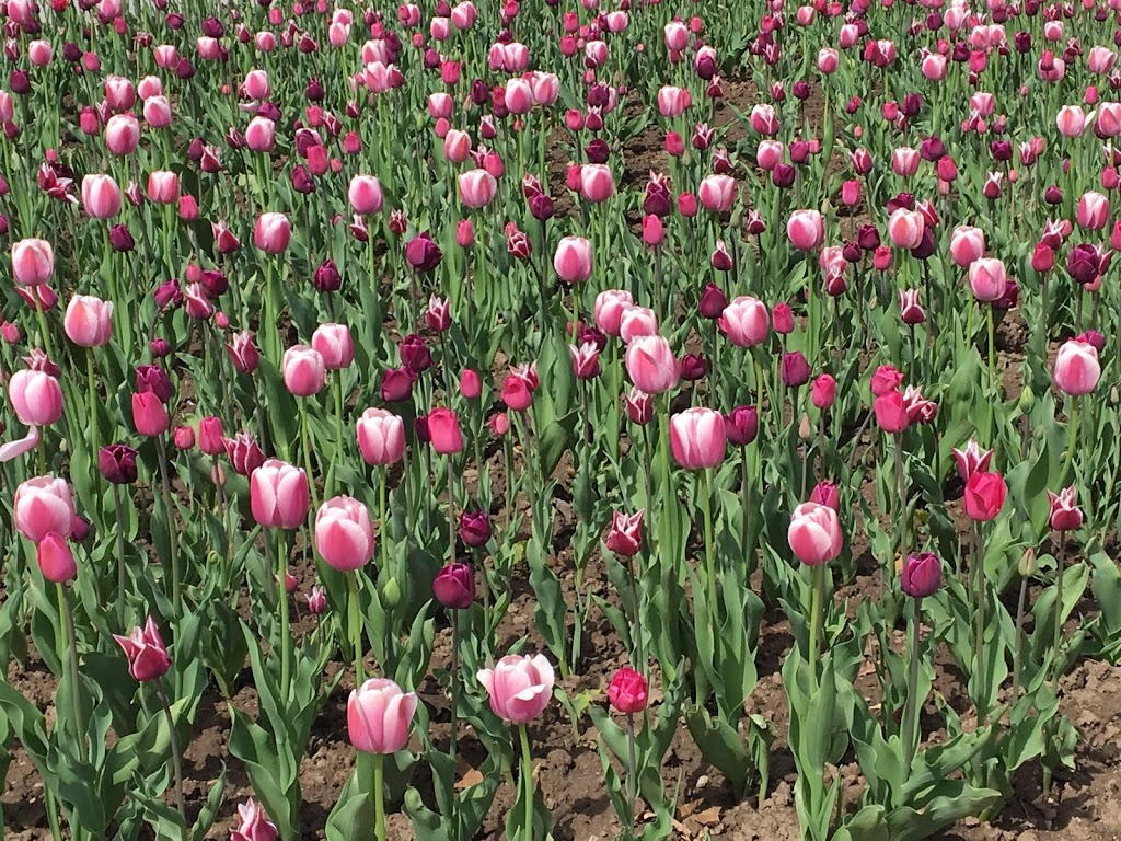 Floral Clock | 14004 Niagara Pkwy, Queenston, ON L0S 1L0, Canada | Phone: (905) 357-2411