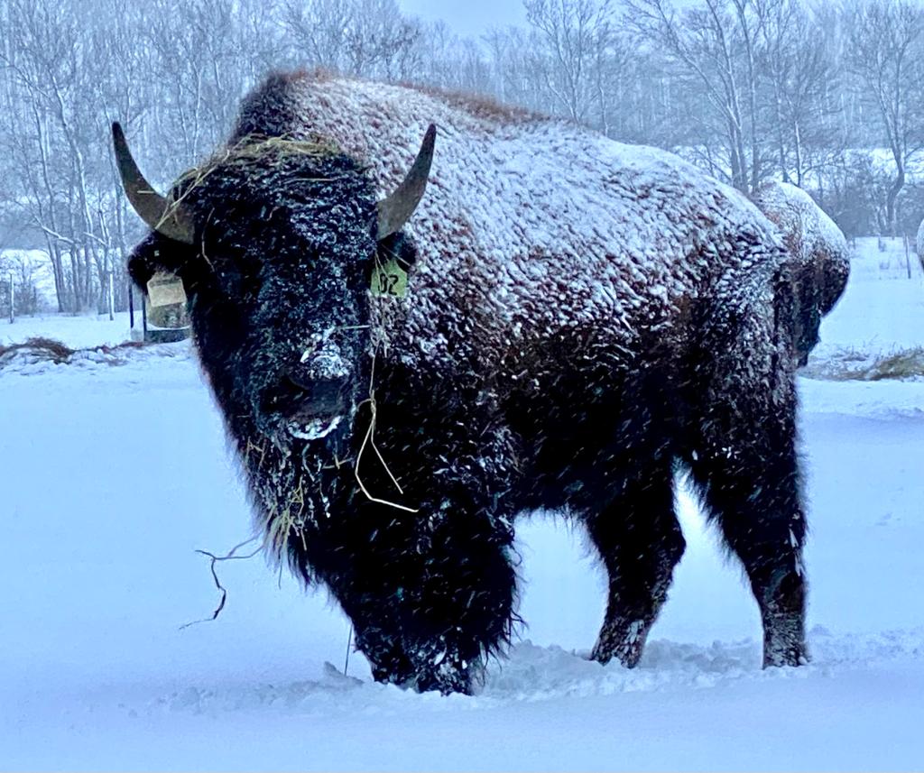 Snowy Creek Bison | 259105 Sarawak Keppel Townline, Kemble, ON N0H 1S0, Canada | Phone: (519) 374-3862