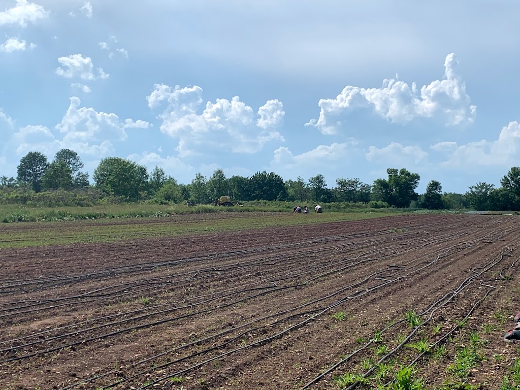 Ferme biologique Neault Jardins | 261 2e Rang O, Saint-Michel-de-Bellechasse, QC G0R 3S0, Canada | Phone: (418) 554-0322