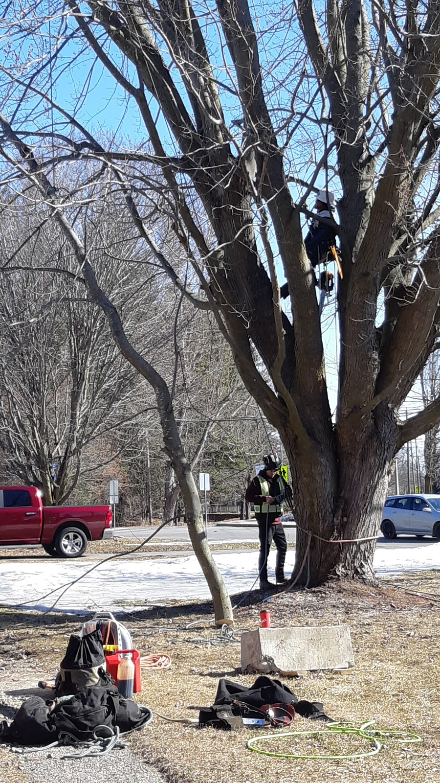 VS Tree Services | 4886 Bank St, Gloucester, ON K1X 1G7, Canada | Phone: (613) 774-5296