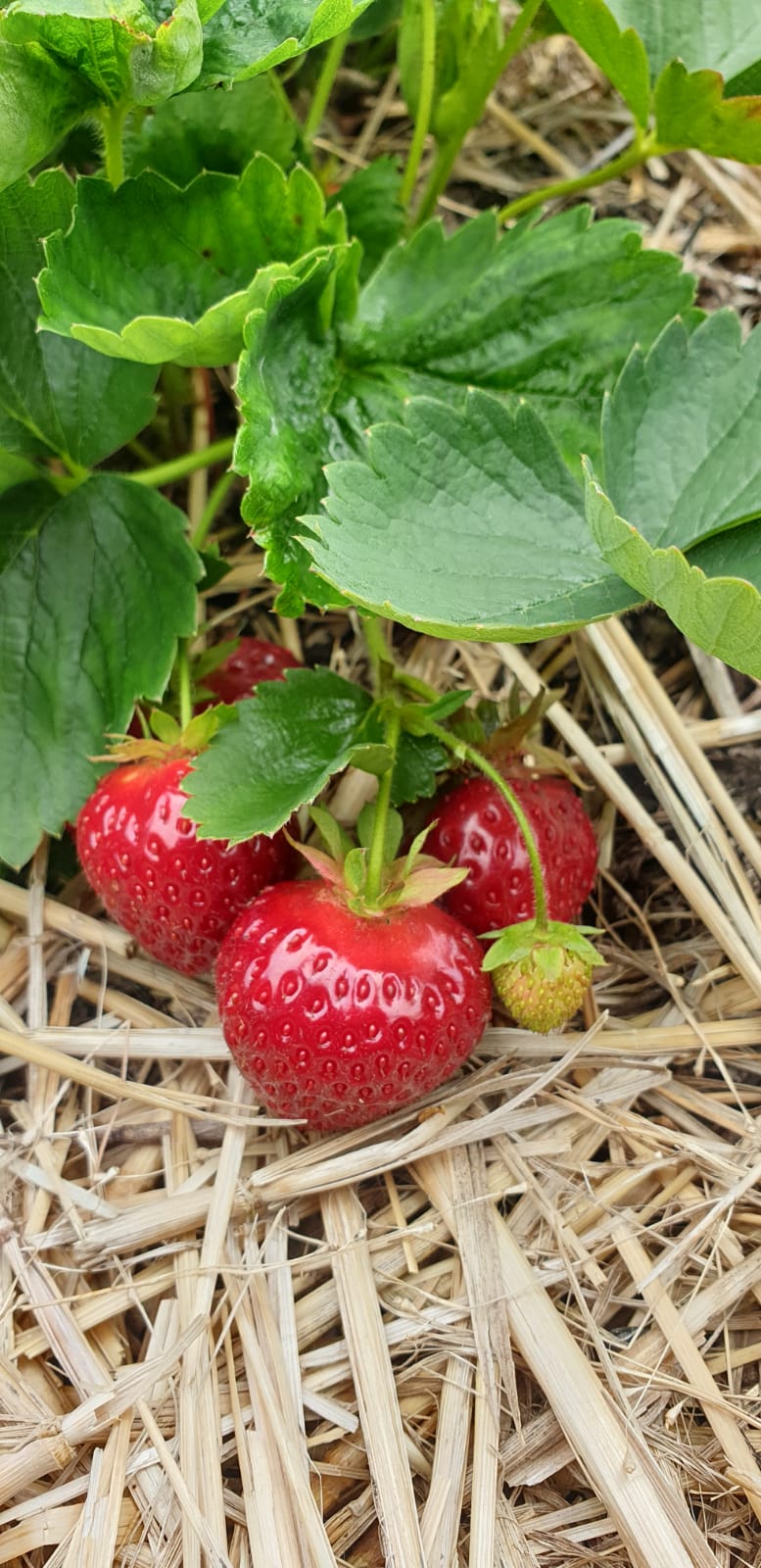 Poirier Strawberry Farm | 11 Chem. Poirier, Saint-Édouard-de-Kent, NB E4S 4T9, Canada | Phone: (506) 743-2922