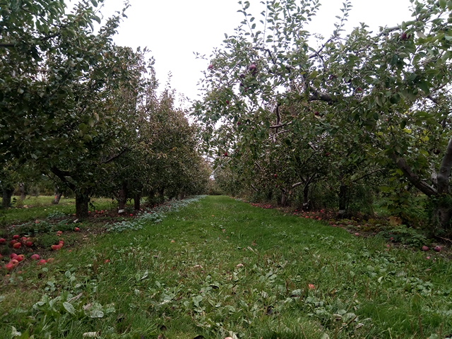 Fletcher Fruit Farms | 1040 Fletcher Rd, Hannon, ON L0R 1P0, Canada | Phone: (905) 692-3012