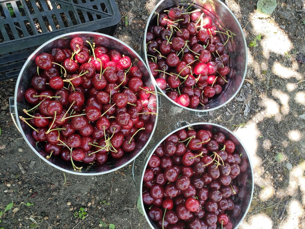 Bighorn Fruit Stand | Unnamed Road, Okanagan Falls, BC V0H 1R0, Canada