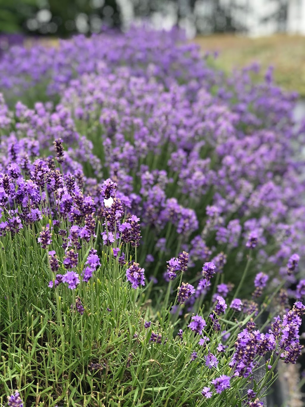 Laughing Lavender U-Pick | 86 Vernonn Muttart Rd, Borden-Carleton, PE C0B 1X0, Canada | Phone: (902) 992-2076