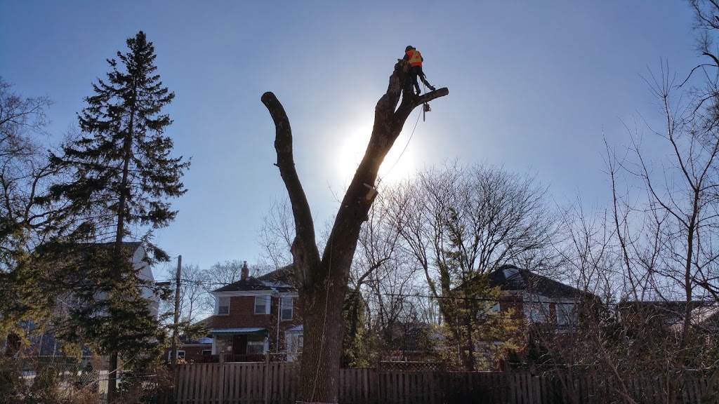 The Urban Arborist Inc. | 3-3 Brewster Rd, Brampton, ON L6T 5G9, Canada | Phone: (416) 833-6467