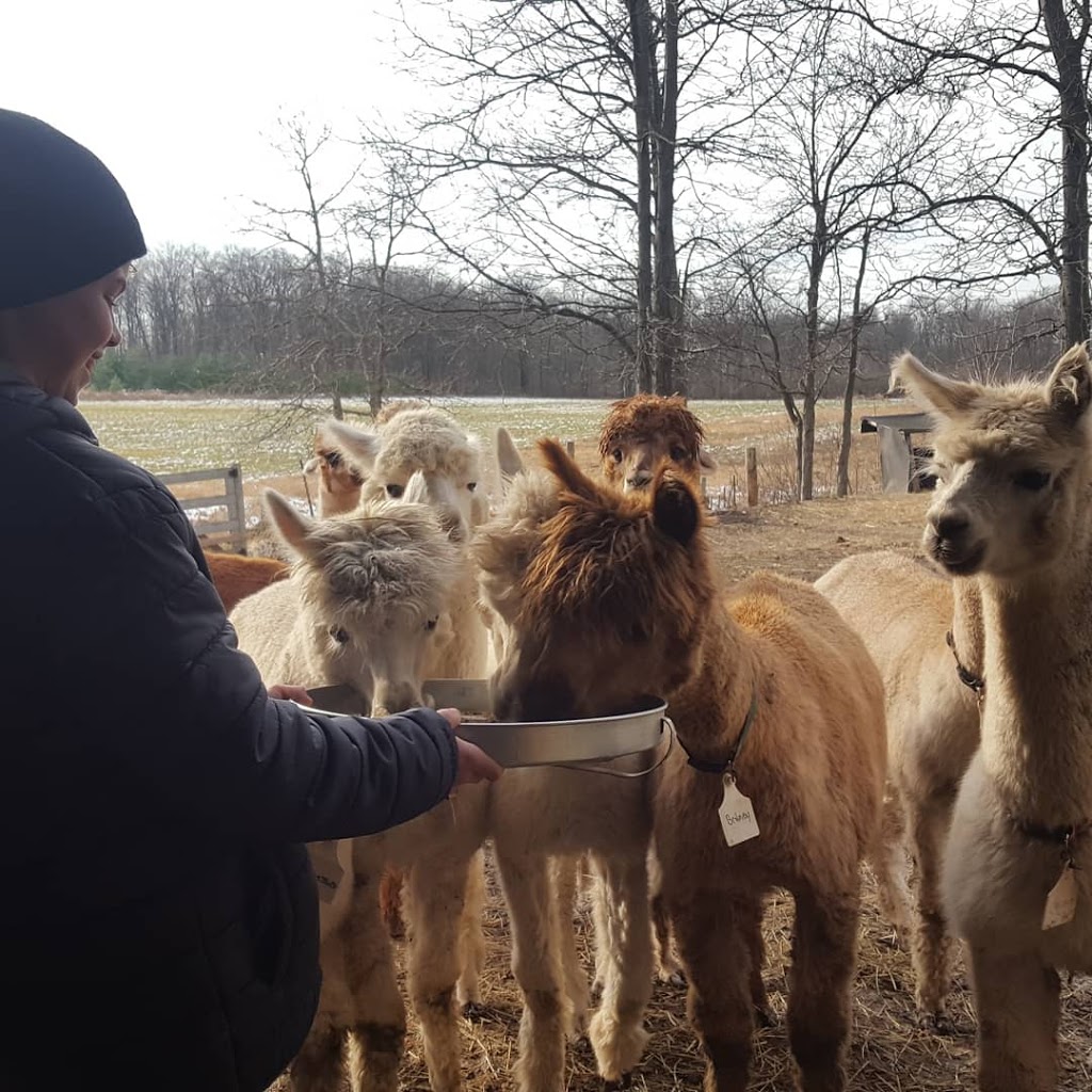 On The Brink Alpacas | 2540 Rosedene Rd, Saint Anns, ON L0R 1Y0, Canada | Phone: (289) 441-1157