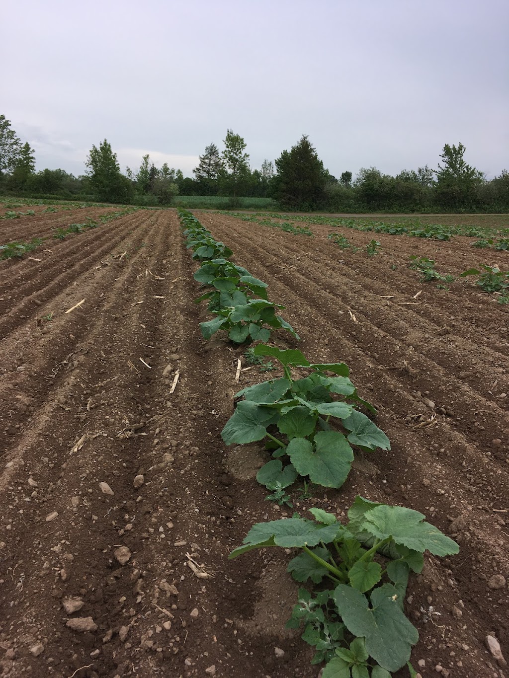 Ferme Alexandre Pelletier | 735 route 230 est, Saint-Pascal, QC G0L 3Y0, Canada | Phone: (418) 492-3571