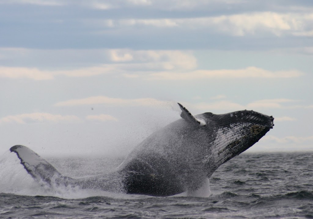 Explos-Nature | 302 Rue de la Rivière, Grandes-Bergeronnes, QC G0T 1G0, Canada | Phone: (877) 637-1877