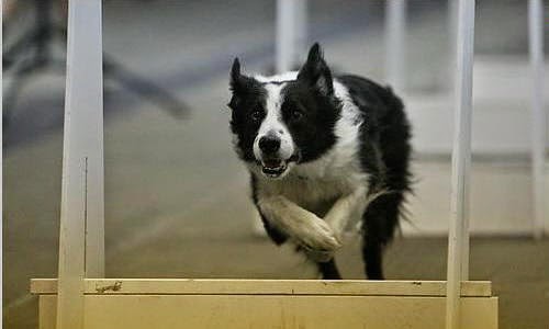 Jarvis Flyball Box | 2 Fuller Dr, Caledonia, ON N3W 2L3, Canada | Phone: (905) 730-8885