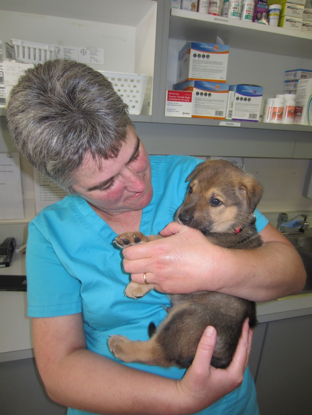 Orillia Pet Hospital | 8035 ON-12, Orillia, ON L3V 0G8, Canada | Phone: (705) 325-4224