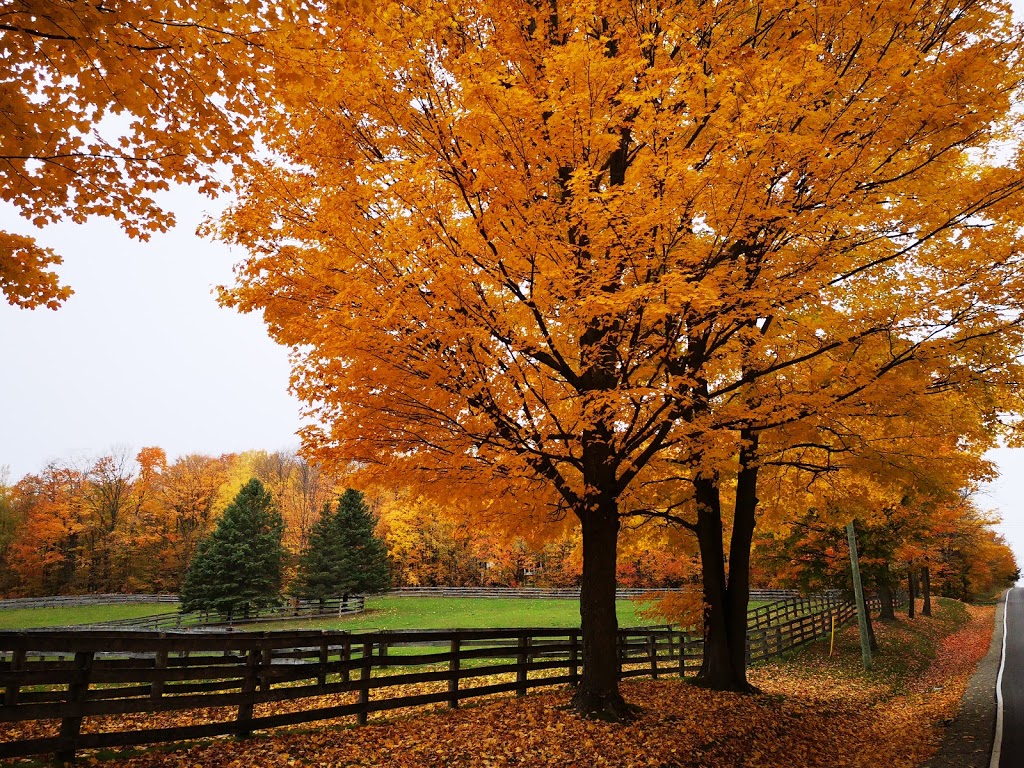 Oakcrest Farm | 16566 Ninth Line, Whitchurch-Stouffville, ON L4A 7X4, Canada | Phone: (905) 473-3084