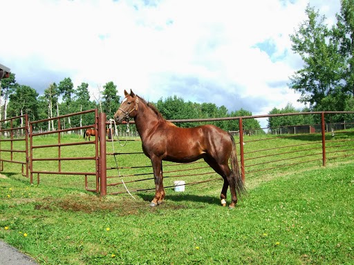 Equine Care and Keep | Jack Eby Trail, Box 63, Water Valley, AB T0M 2E0, Canada | Phone: (403) 510-8324