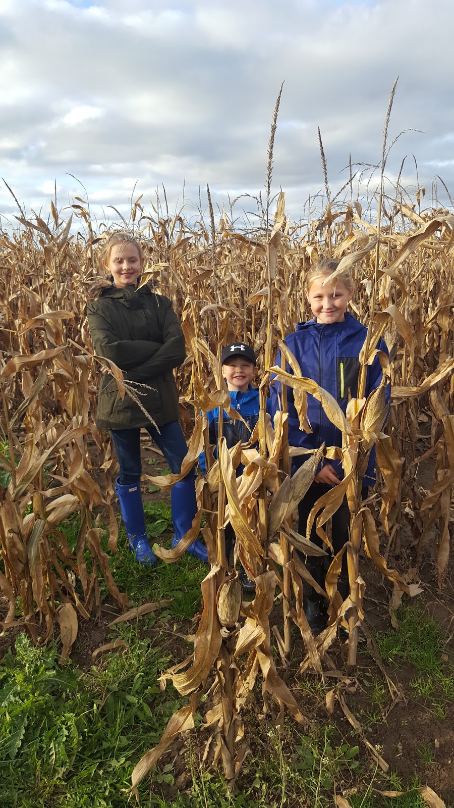 Ferguson Berries And Vegetables | 11026 Wellington Rd, St. Thomas, ON N5P 3T1, Canada | Phone: (519) 631-6589