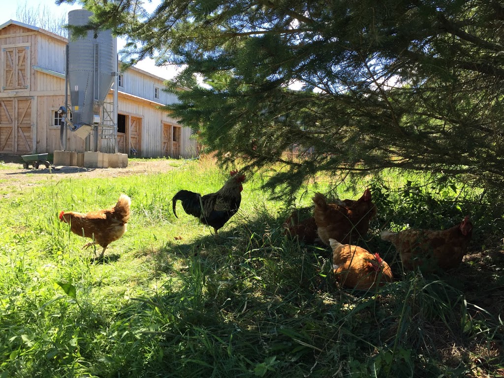 Ferme Selby Farm | 1332 Chemin Hudon, Dunham, QC J0E 1M0, Canada | Phone: (450) 204-2530