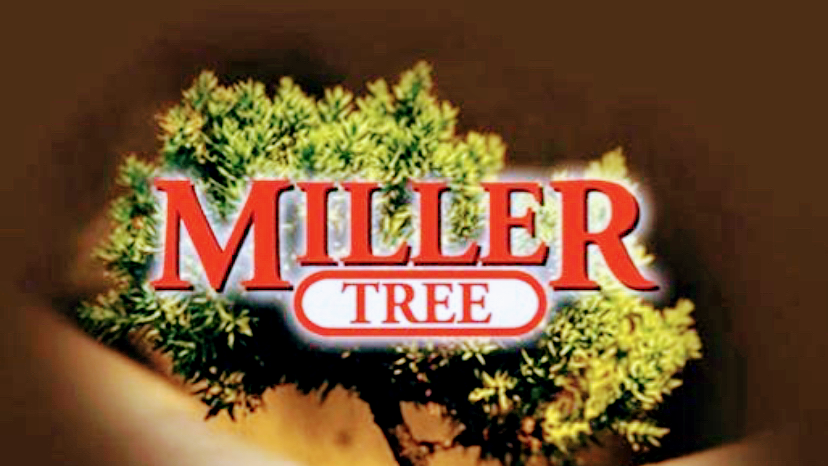 Miller Tree | 8495 First Line Nassagaweya, Milton, ON L0P 1B0, Canada | Phone: (905) 854-9694