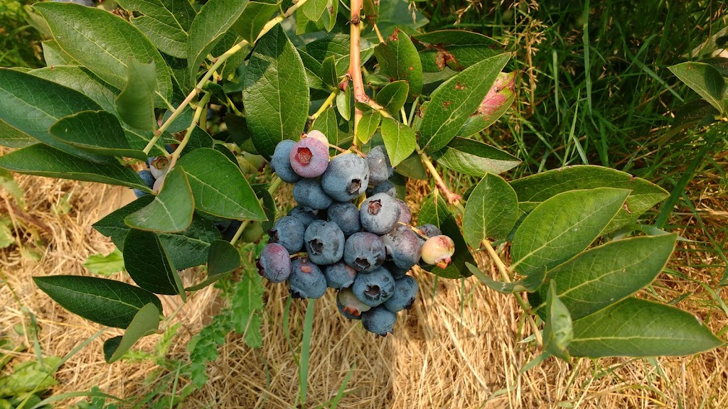 Haslam Creek Berry Farm-certified organic blueberry | 2900 Rugby Road, Nanaimo, BC V9X 1T2. Or, 2900 Beck Rd, Nanaimo, BC V9X 1T2, Canada | Phone: (250) 797-0623