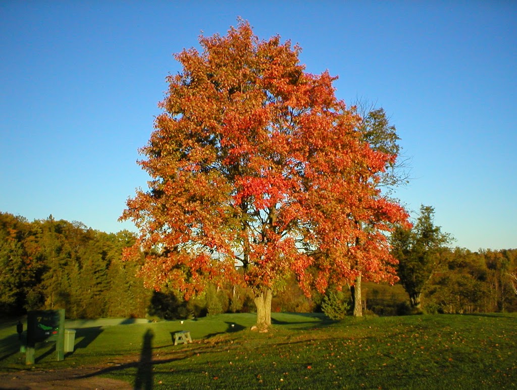 Oaks of Cobden Golf Club | 1725 Kohlsmith Rd, Cobden, ON K0J 1K0, Canada | Phone: (613) 646-2003