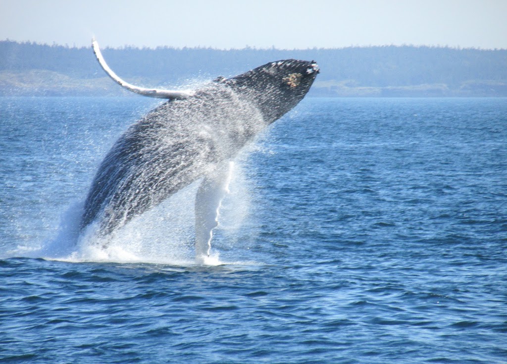 R&R Whale Watching Charters | 2201 Skyline Way, Anacortes, WA 98221, USA | Phone: (360) 941-6515