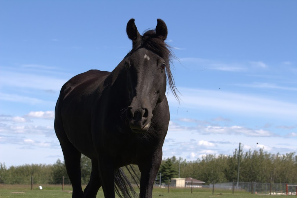 4:13 Therapeutic Riding Association | High Country Equestrian Center, 240020 Range Rd 42, Calgary, AB T3Z 2X3, Canada | Phone: (403) 242-9387