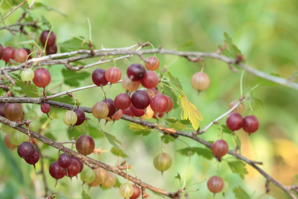 Pépinière Aux Arbres Fruitiers | 5094 QC-125, Rawdon, QC J0K 1S0, Canada | Phone: (514) 418-4109