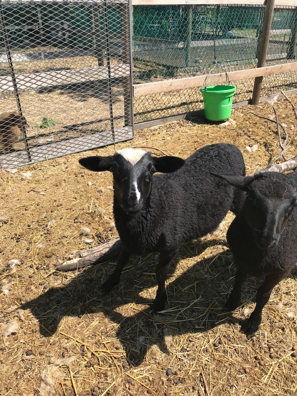 Pony Tails Petting Zoo | Rd 20W, Friedensfeld West, MB R0G 1R0, Canada | Phone: (204) 362-7372