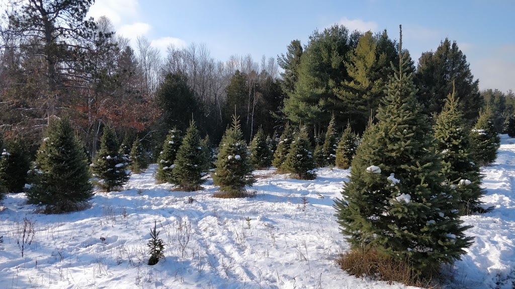 Lauras Christmas Trees | 998024 Mulmur Tosorontio Townline, Mulmur, ON L9V 0N4, Canada | Phone: (705) 466-5790