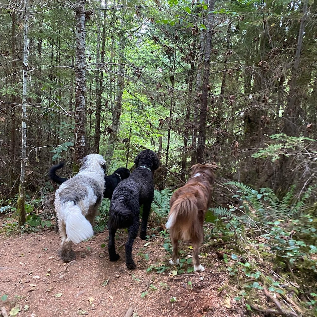 Pawsitive Dog Walking and Daycare | 2421 Cousins Ave, Courtenay, BC V9N 3N6, Canada | Phone: (250) 871-6665