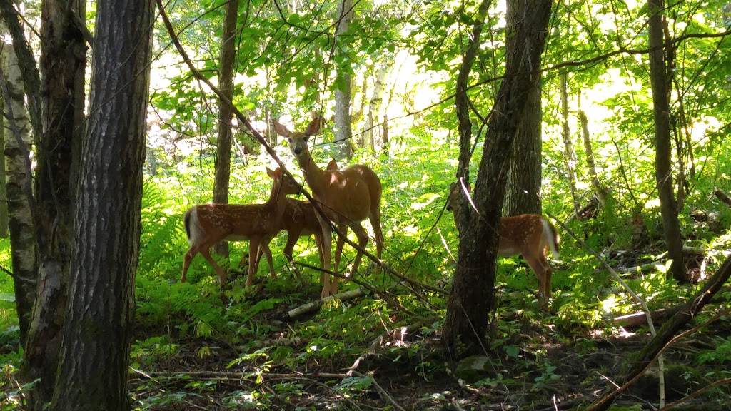 LE PARC DE LA GORGE DE COATICOOK | 400 Rue Saint-Marc, Coaticook, QC J1A 2R9, Canada | Phone: (888) 524-6743