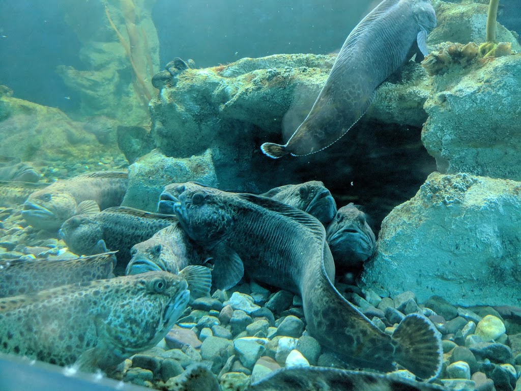 Aquarium of Quebec | 1675 Avenue des Hôtels, Québec, QC G1W 4S3, Canada | Phone: (418) 659-5264