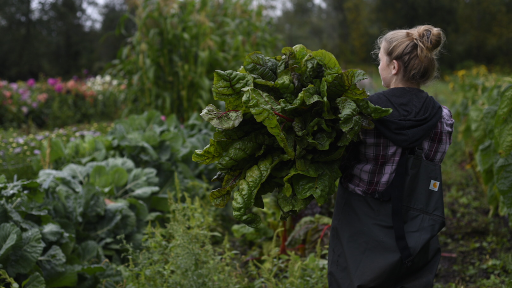 Shamrock Farm | 2276 Anderton Rd, Comox, BC V9M 4B2, Canada | Phone: (250) 339-1671