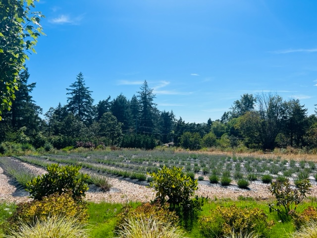 Lavender & Verde | 4671 Pipeline Rd, Victoria, BC V8Z 5M6, Canada | Phone: (250) 740-5308