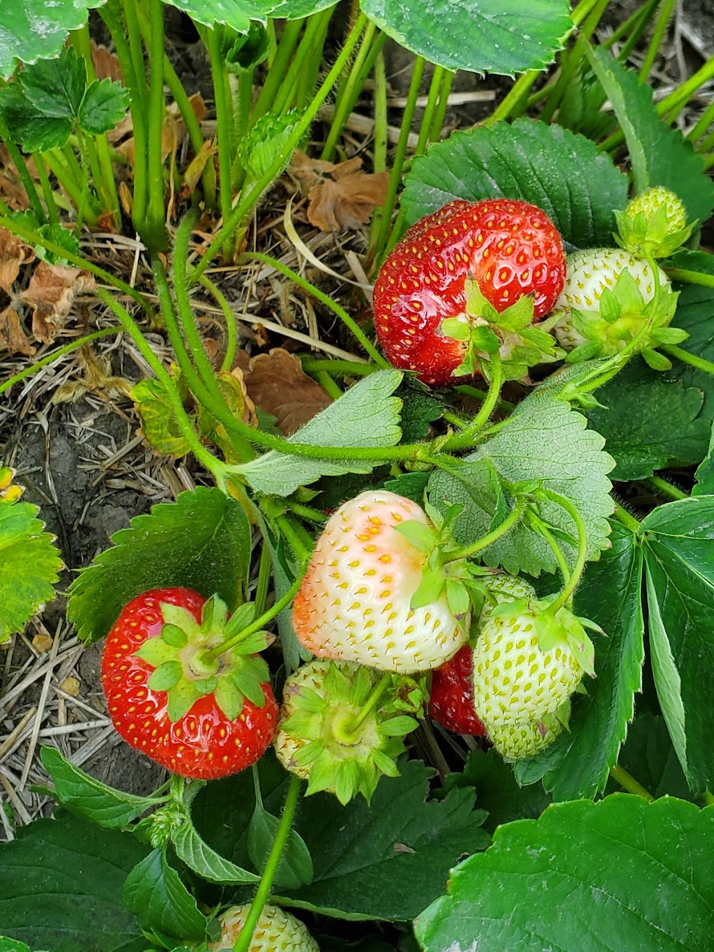 Whiteshell Strawberry Farm | Hwy 11, 1/4 km. N of, Elma, MB R0E 0Z0, Canada | Phone: (204) 348-7660