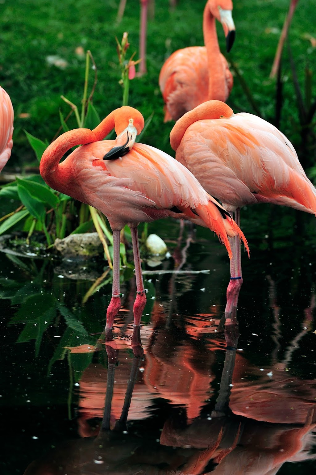 Flamingo Exhibit | 2000 Meadowvale Rd, Scarborough, ON M1B 5K7, Canada | Phone: (416) 392-5929