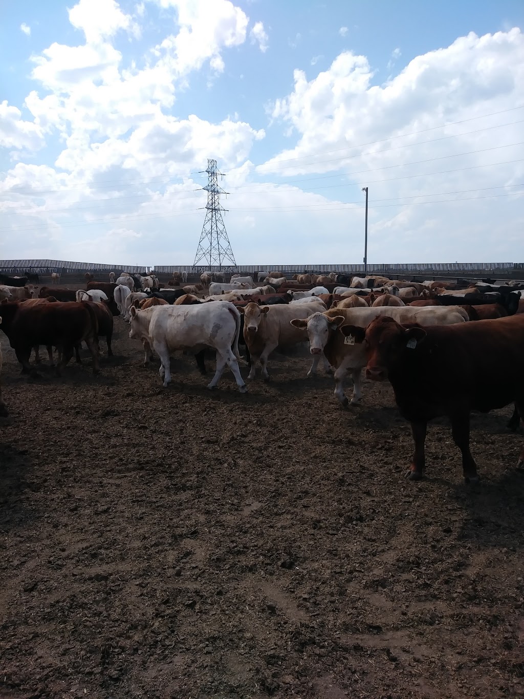 KCL Cattle Company Ltd -West/Home Lot | 10 21st Avenue SW-15, Lethbridge, AB T1M 1M2, Canada | Phone: (403) 328-6565