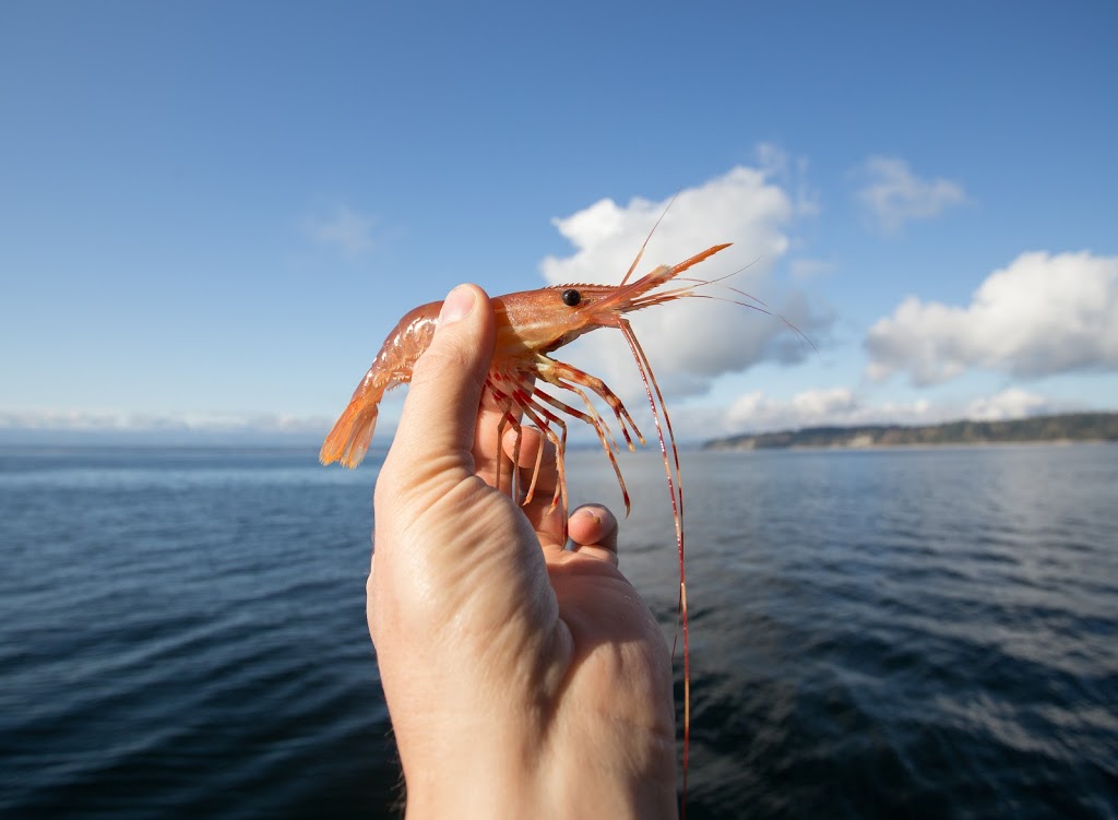 Pacific Prawn Fishermen’s Association | 2174 Sun Valley Dr, Nanaimo, BC V9T 6K6, Canada | Phone: (250) 802-3483