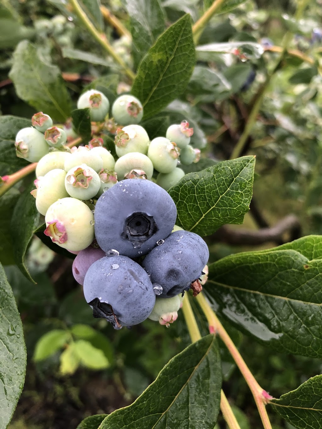 Taka Blueberry Farm Ltd | 470 Prairie Ave, Port Coquitlam, BC V3E 0A6, Canada | Phone: (778) 251-2135