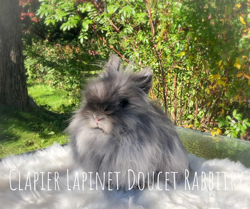 Clapier Lapinet Doucet Rabbitry | 547 Rue des Moraines, Québec, QC G3G 1G4, Canada | Phone: (418) 956-2463