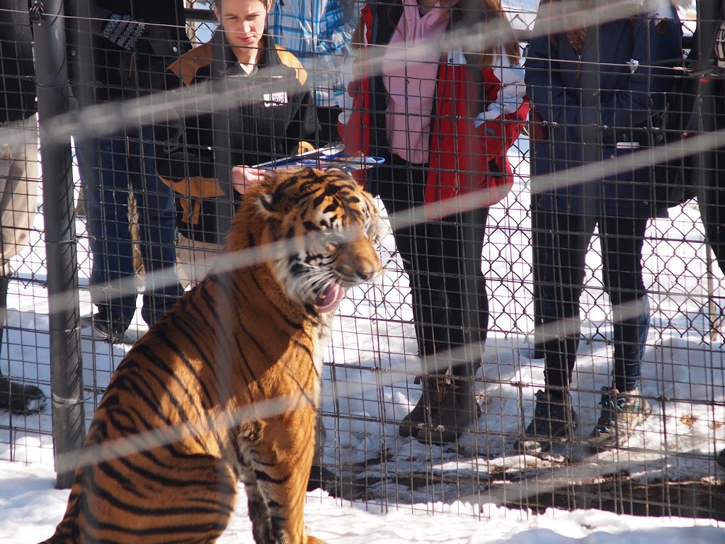 Sumatran Tiger | 2000 Meadowvale Rd, Scarborough, ON M1B 5K7, Canada | Phone: (416) 392-5929