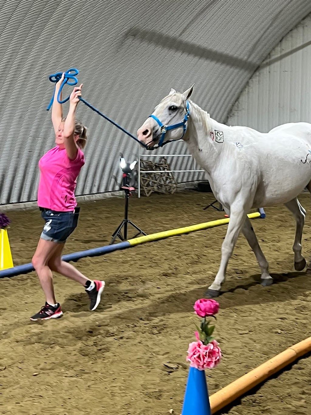 Parallel Effects Equine | 48074 Range Rd 205, Armena, AB T0B 0G0, Canada | Phone: (780) 893-0271