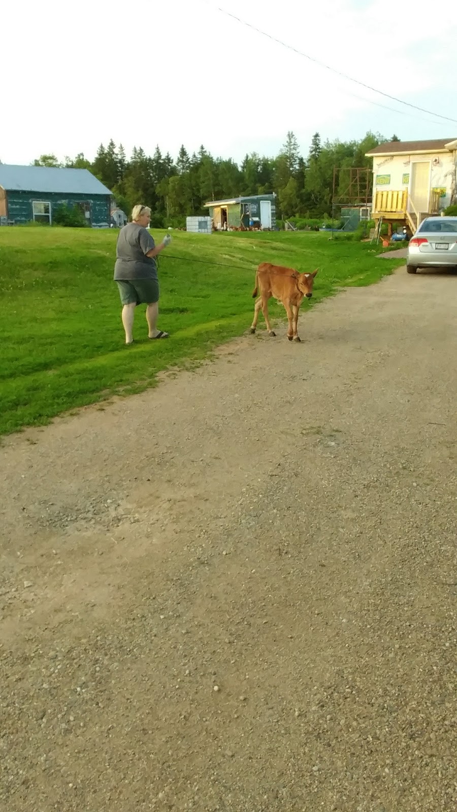 Chickaberry Farm | 20 Bob Trenholm Rd, Timber River, NB E4M 2K2, Canada | Phone: (506) 538-2210