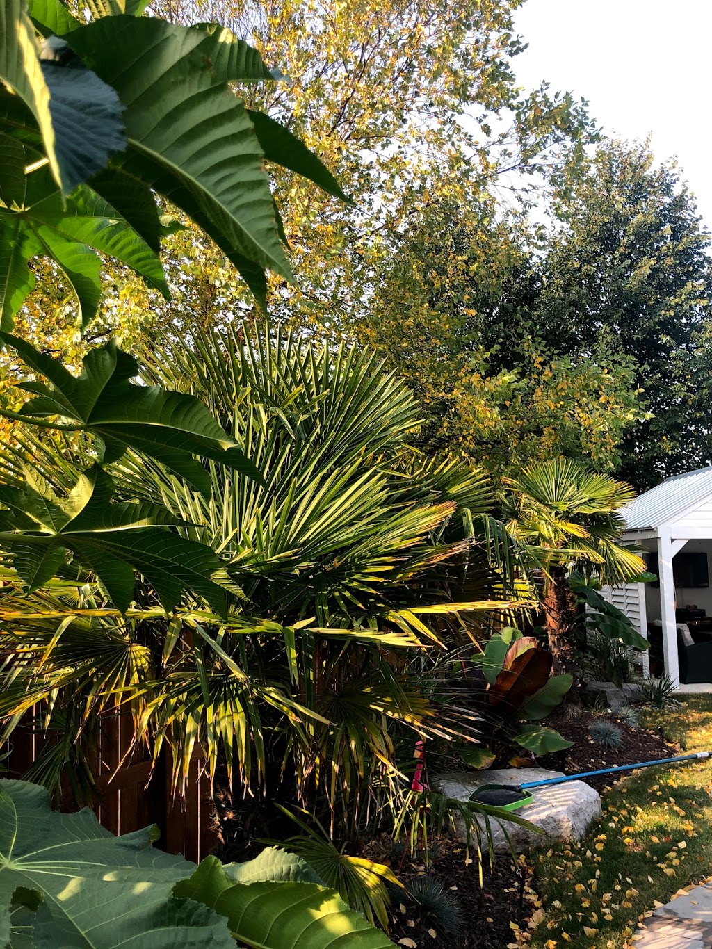 Niagara Tropics - Cold Hardy Palm Trees and Landscaping Nursery | 124 Loretta Dr, Virgil, ON L0S 1T0, Canada | Phone: (289) 362-2819