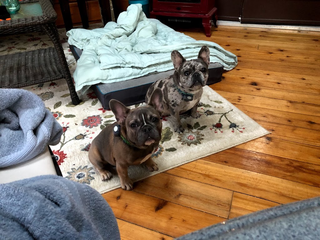 Unicorn French Bulldogs | Buckhorn Rd, Selwyn, ON K0L 2H0, Canada | Phone: (416) 755-0701