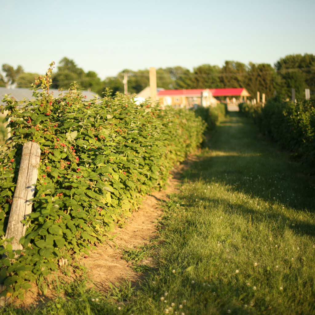 Ferme Champlinoise Inc | 1396 Rue Notre-Dame, Champlain, QC G0X 1C0, Canada | Phone: (819) 295-3213