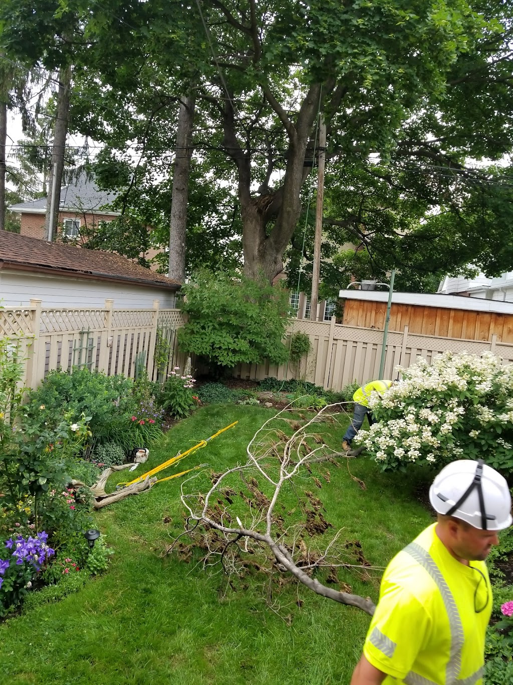 Beswick Tree Service | 418A Whitney Ave Unit C2, Hamilton, ON L8S 2H8, Canada | Phone: (905) 529-5612