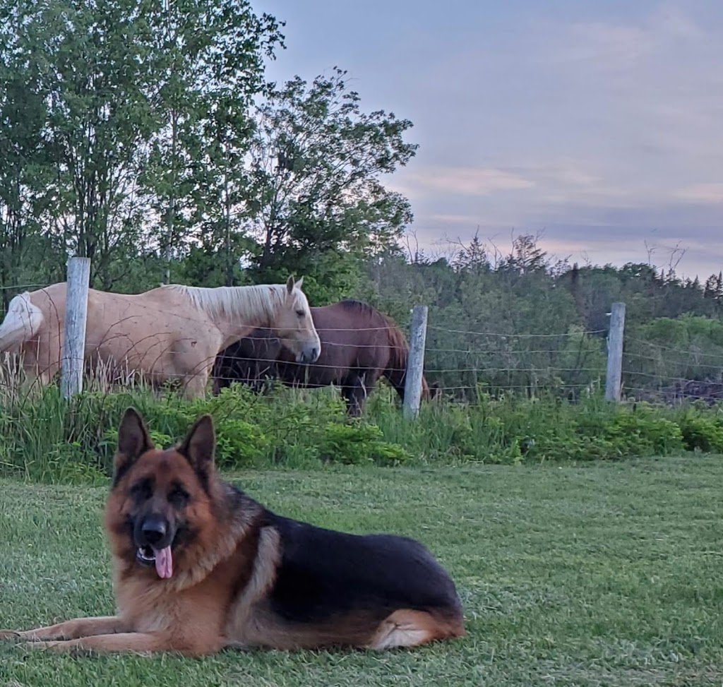 Redwood German shepherds kennel | 100 Hwy 17, Walford, ON P0P 2E0, Canada | Phone: (705) 849-4001