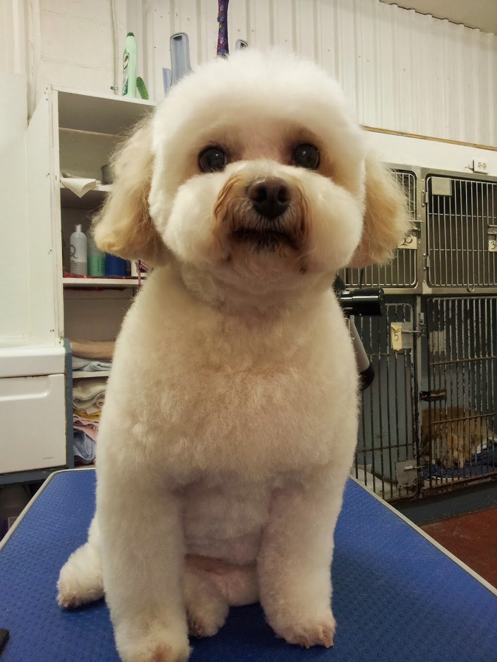 Pet Grooming By Carole | 3181 Sydenham Rd, Elginburg, ON K0H 1M0, Canada | Phone: (613) 532-7335